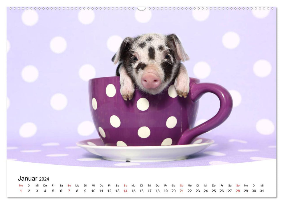 Niedliche Ferkel lovely piglets 2024 (CALVENDO Wandkalender 2024)