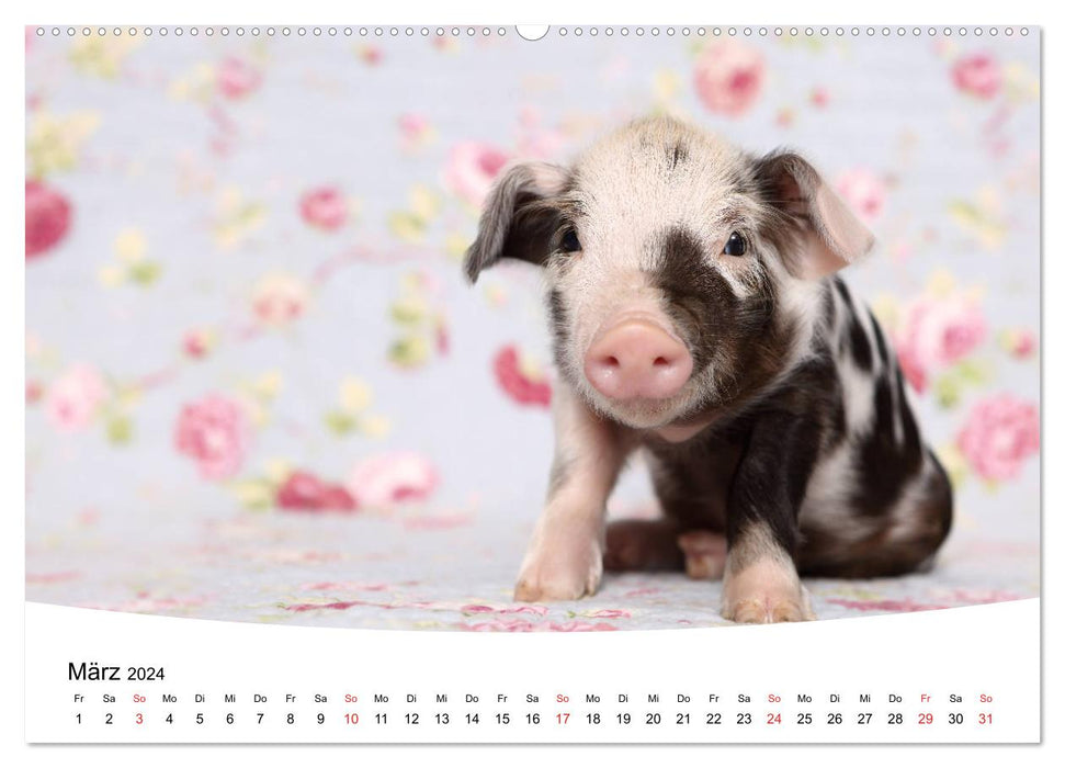 Cute piglets lovely piglets 2024 (CALVENDO wall calendar 2024) 