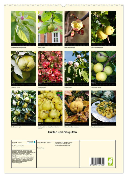 Quinces and ornamental quinces (CALVENDO Premium wall calendar 2024) 