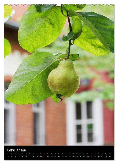 Quinces and ornamental quinces (CALVENDO Premium wall calendar 2024) 