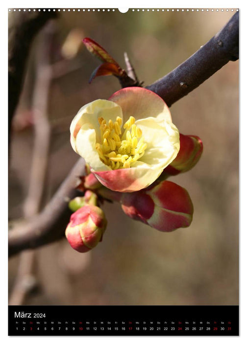 Quinces and ornamental quinces (CALVENDO Premium wall calendar 2024) 