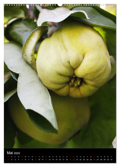 Quinces and ornamental quinces (CALVENDO Premium wall calendar 2024) 