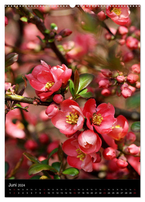 Quinces and ornamental quinces (CALVENDO Premium wall calendar 2024) 