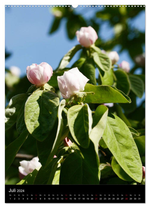 Quinces and ornamental quinces (CALVENDO Premium wall calendar 2024) 