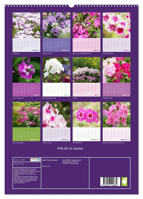 Phlox in the garden (CALVENDO Premium Wall Calendar 2024) 