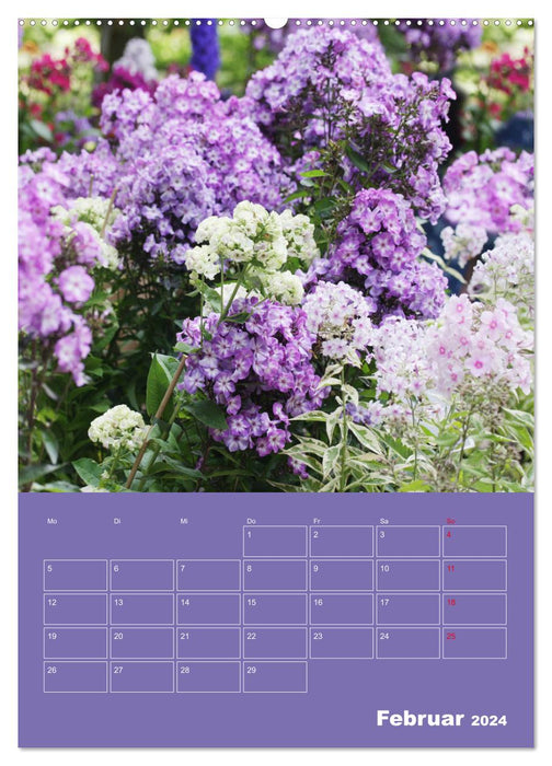 Phlox in the garden (CALVENDO Premium Wall Calendar 2024) 