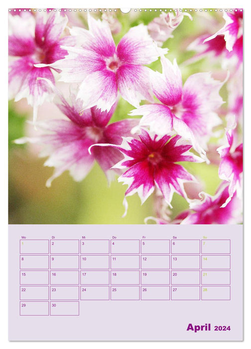 Phlox in the garden (CALVENDO Premium Wall Calendar 2024) 