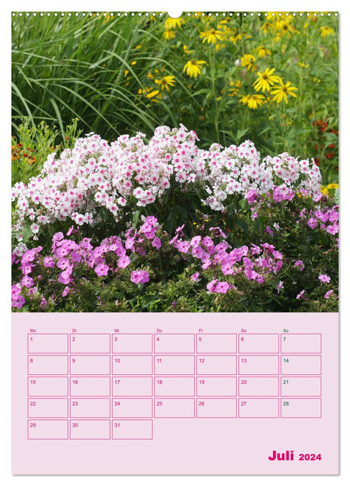 Phlox im Garten (CALVENDO Premium Wandkalender 2024)