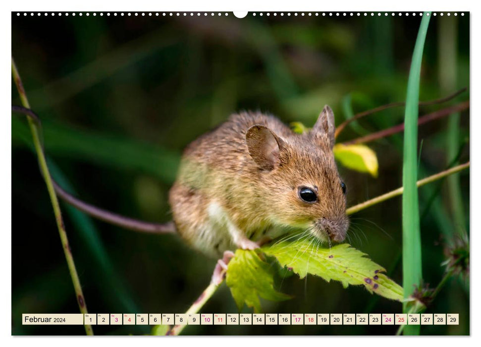 Kleiner Nager - Maus (CALVENDO Premium Wandkalender 2024)