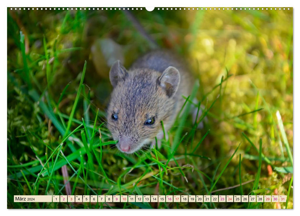 Little Rodent - Mouse (CALVENDO Premium Wall Calendar 2024) 