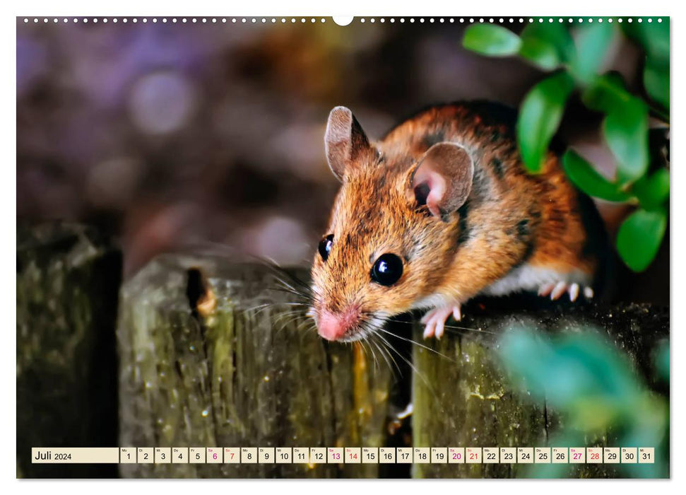 Little Rodent - Mouse (CALVENDO Premium Wall Calendar 2024) 