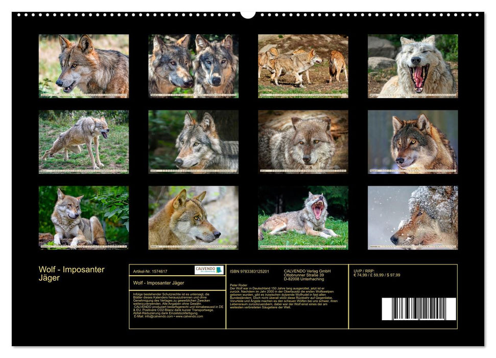 Wolf - Imposing Hunter (CALVENDO Premium Wall Calendar 2024) 