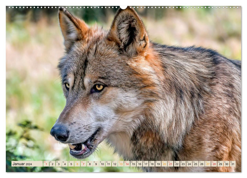 Wolf - Imposanter Jäger (CALVENDO Premium Wandkalender 2024)