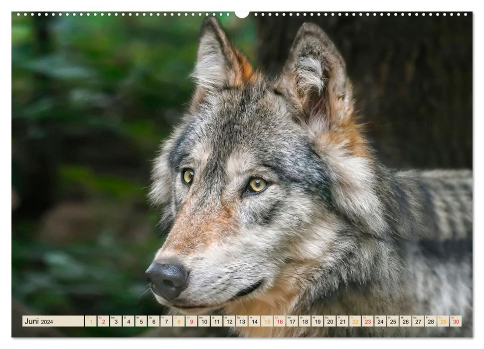 Wolf - Imposanter Jäger (CALVENDO Premium Wandkalender 2024)