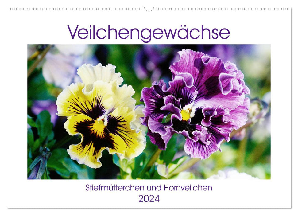 Veilchengewächse - Stiefmütterchen und Hornveilchen (CALVENDO Wandkalender 2024)