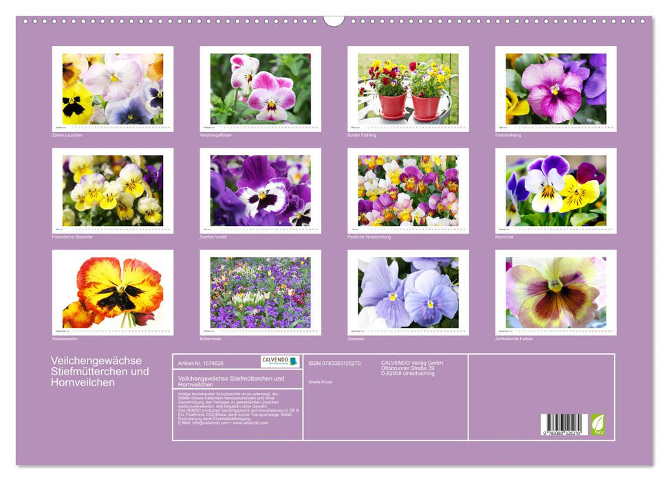 Violet family - pansies and horned violets (CALVENDO wall calendar 2024) 