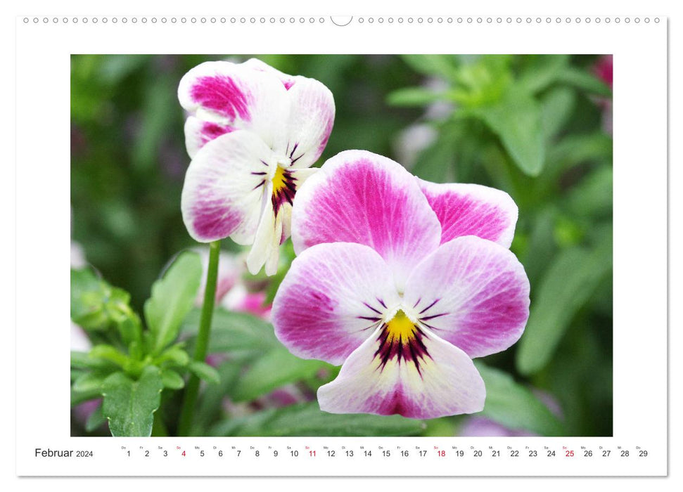 Violet family - pansies and horned violets (CALVENDO wall calendar 2024) 