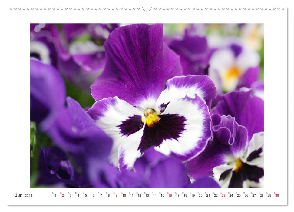 Violet family - pansies and horned violets (CALVENDO wall calendar 2024) 