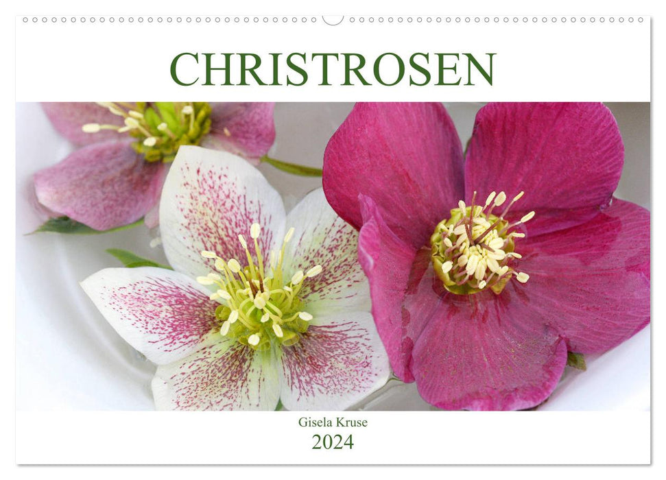 Christrosen (CALVENDO Wandkalender 2024)
