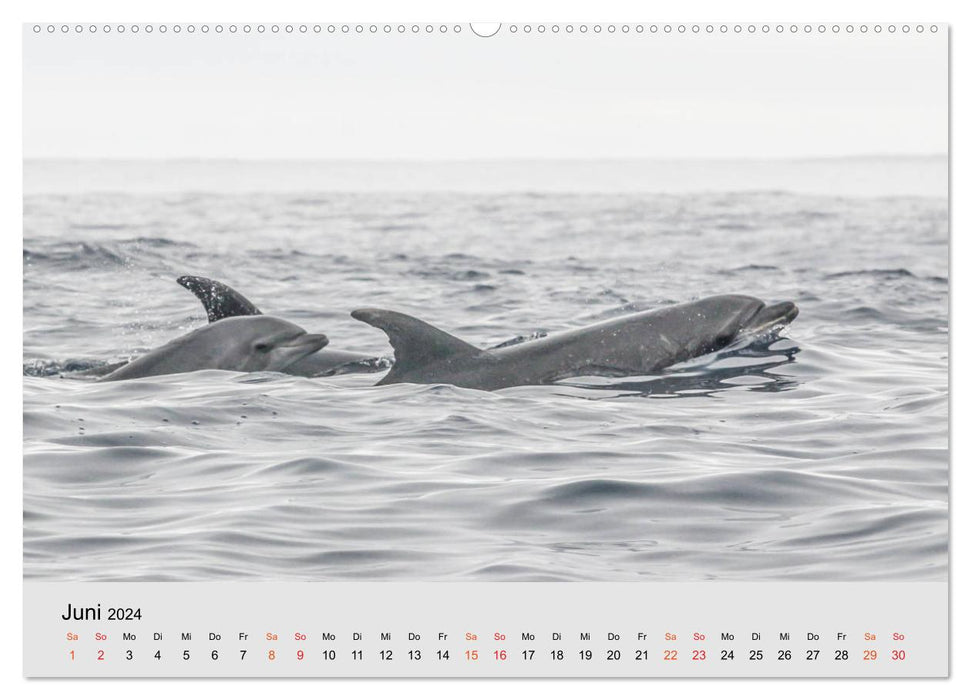 Azores: Europe's flora and fauna paradise (CALVENDO wall calendar 2024) 