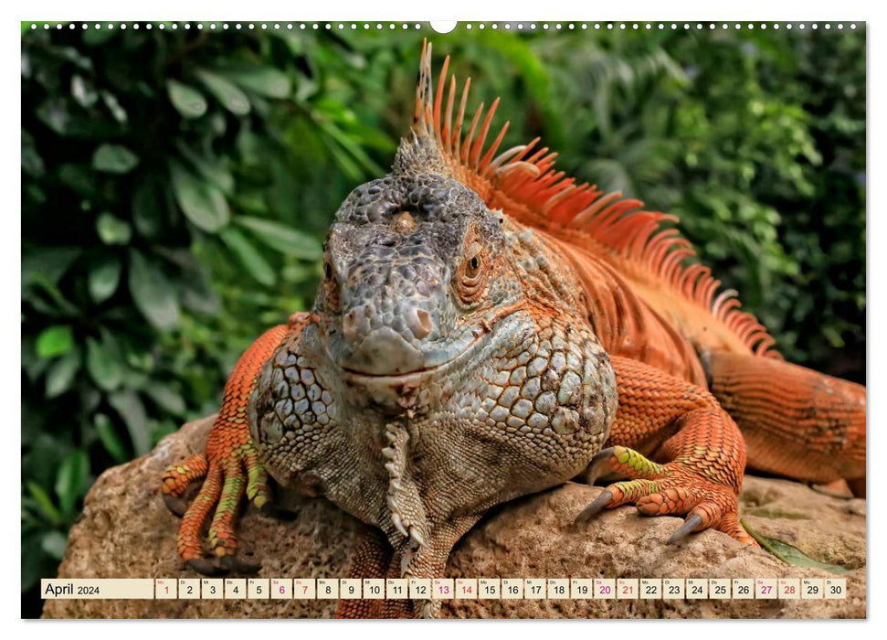 Beautiful Iguana (CALVENDO Premium Wall Calendar 2024) 