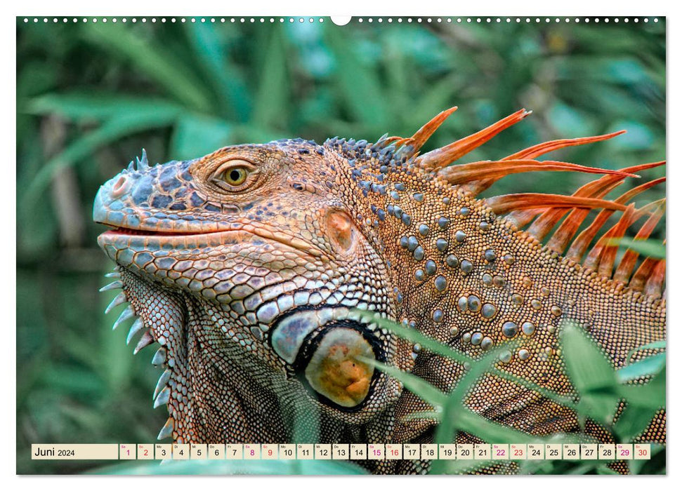 Beautiful Iguana (CALVENDO Premium Wall Calendar 2024) 