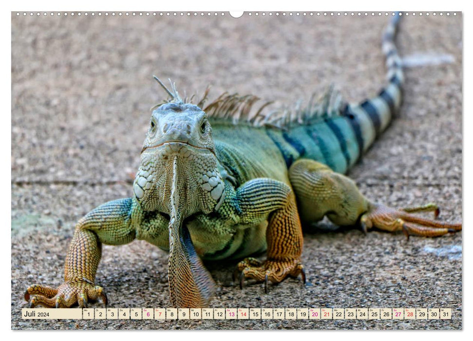 Beautiful Iguana (CALVENDO Premium Wall Calendar 2024) 