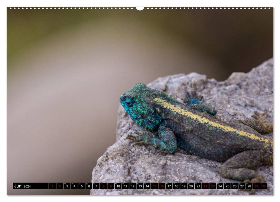 South Africa - Lesotho (CALVENDO Premium Wall Calendar 2024) 