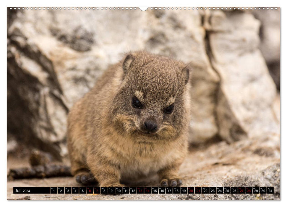 South Africa - Lesotho (CALVENDO Premium Wall Calendar 2024) 