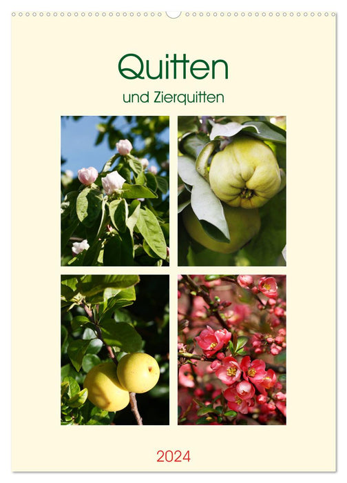 Quinces and ornamental quinces (CALVENDO wall calendar 2024) 