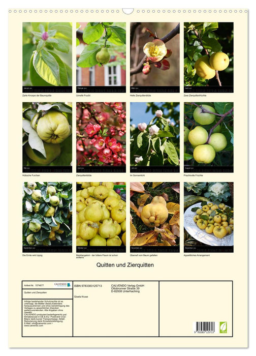 Quinces and ornamental quinces (CALVENDO wall calendar 2024) 