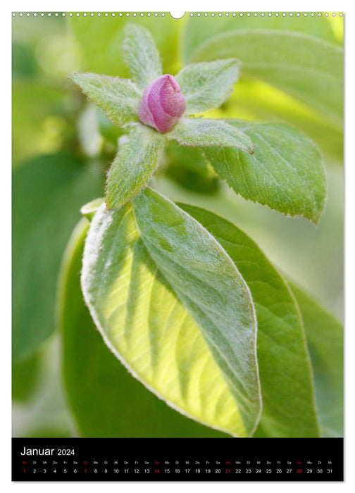 Quinces and ornamental quinces (CALVENDO wall calendar 2024) 