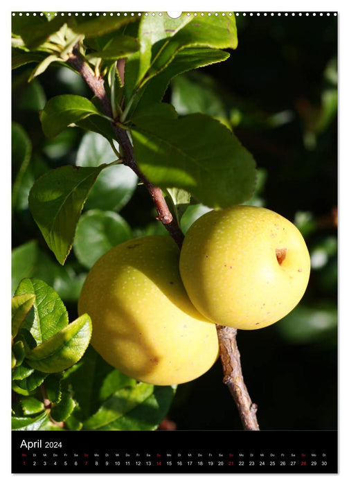 Quinces and ornamental quinces (CALVENDO wall calendar 2024) 