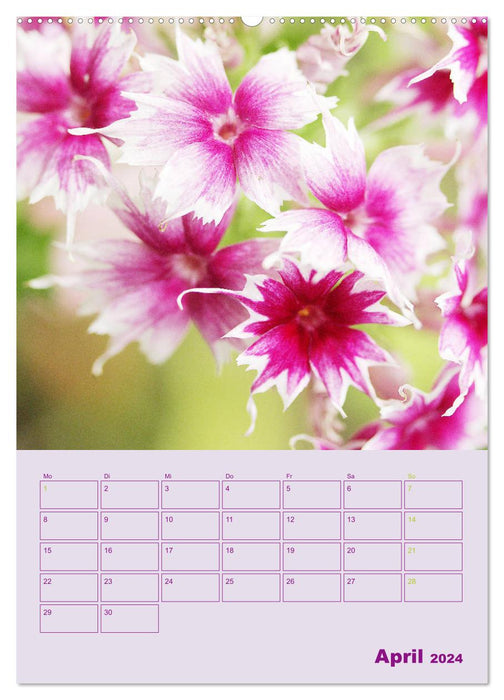 Phlox in the garden (CALVENDO wall calendar 2024) 