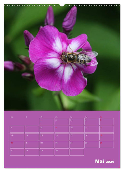 Phlox in the garden (CALVENDO wall calendar 2024) 