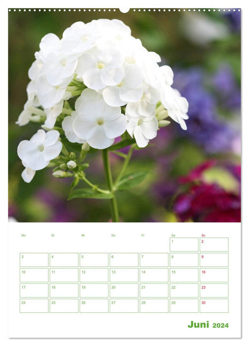 Phlox im Garten (CALVENDO Wandkalender 2024)