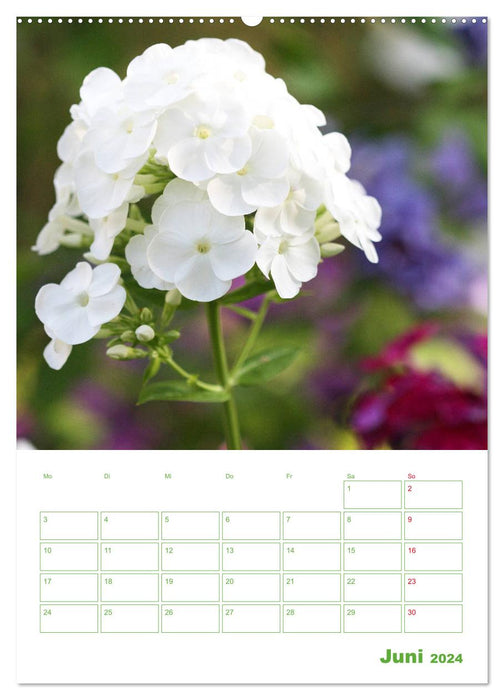 Phlox in the garden (CALVENDO wall calendar 2024) 