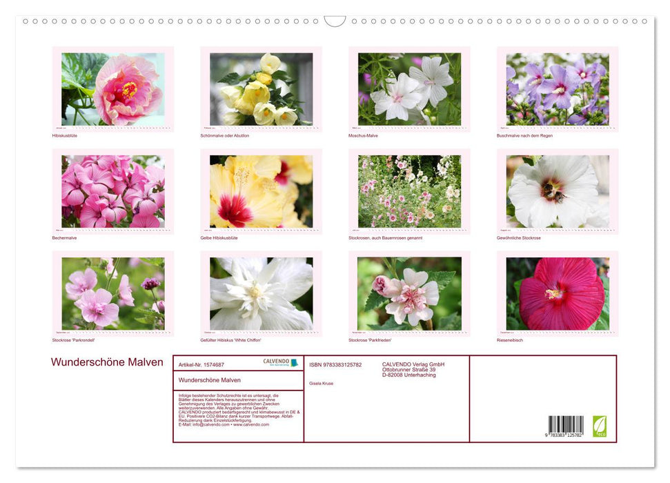 Beautiful mallows (CALVENDO wall calendar 2024) 