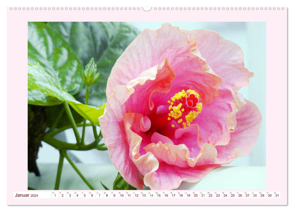 Beautiful mallows (CALVENDO wall calendar 2024) 