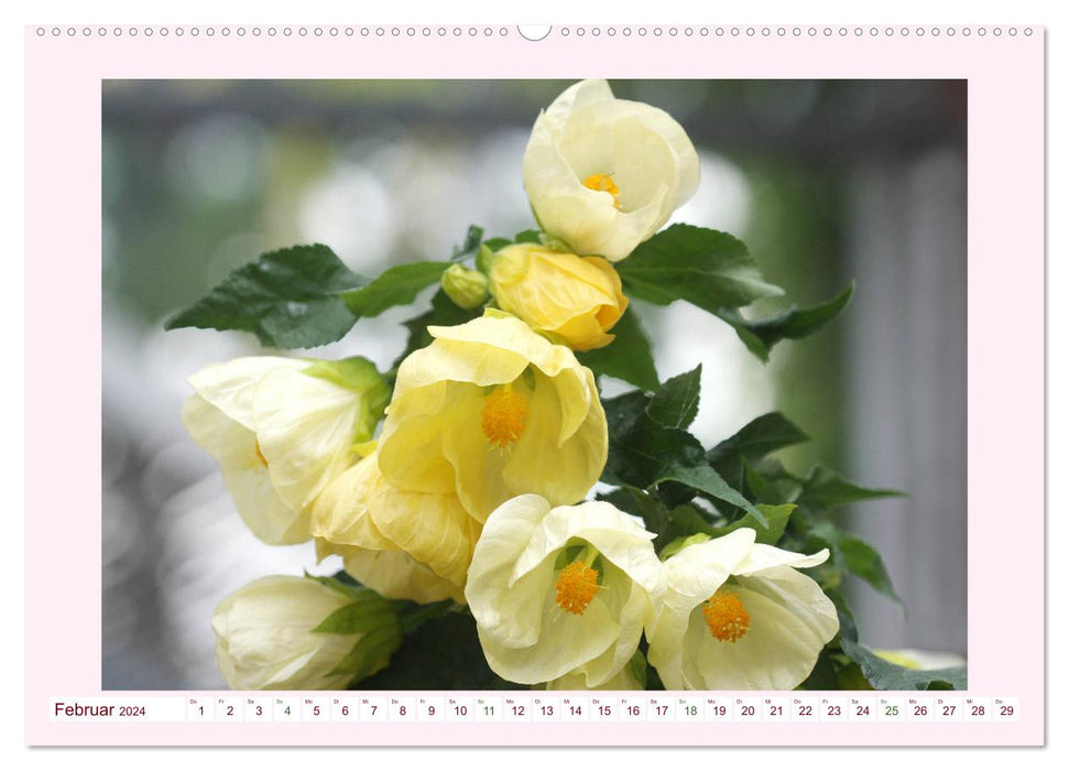 Beautiful mallows (CALVENDO wall calendar 2024) 