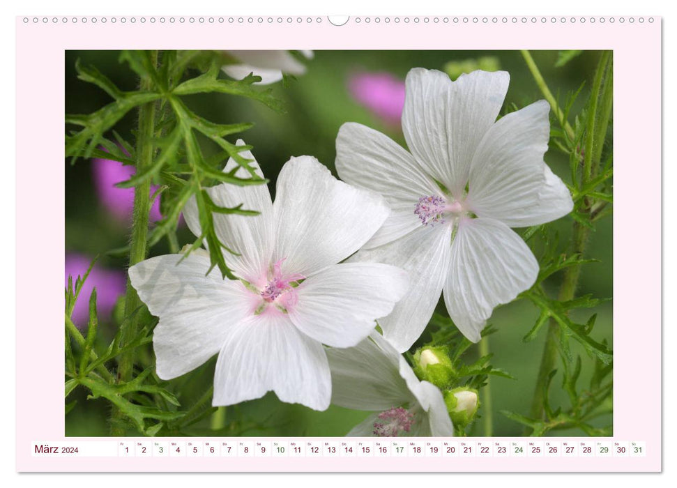 Beautiful mallows (CALVENDO wall calendar 2024) 