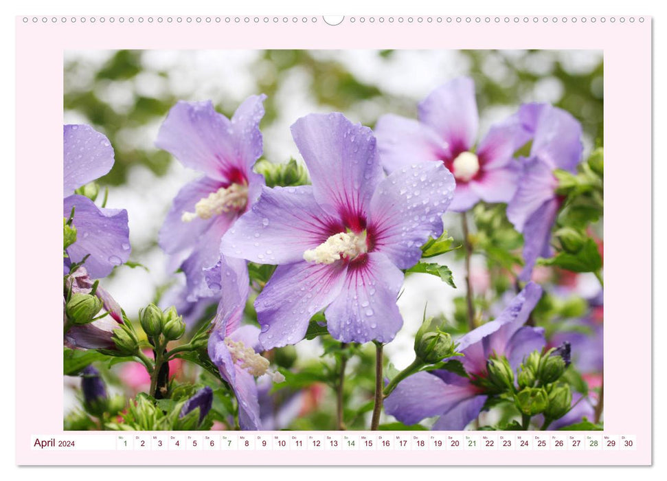 Beautiful mallows (CALVENDO wall calendar 2024) 