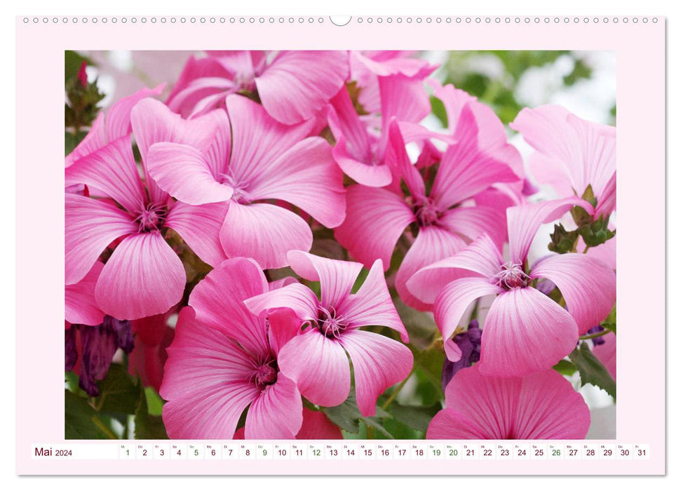 Beautiful mallows (CALVENDO wall calendar 2024) 