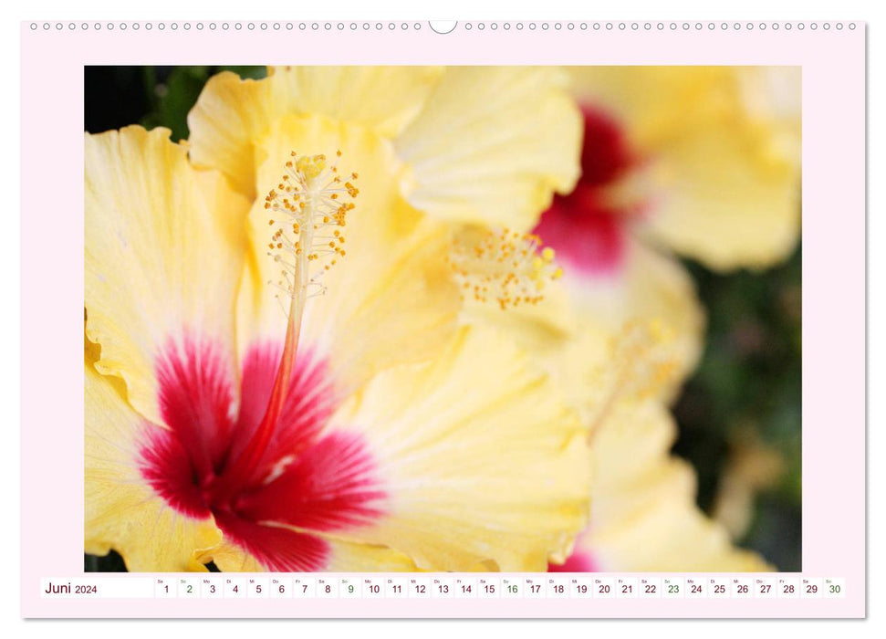 Beautiful mallows (CALVENDO wall calendar 2024) 