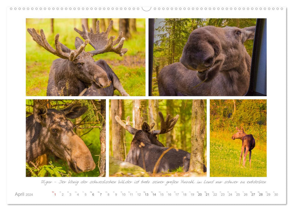 Longing for Sweden - moose, nature and holiday dreams (CALVENDO Premium Wall Calendar 2024) 