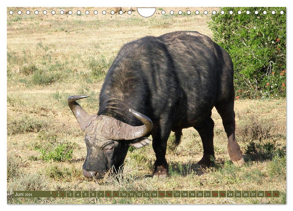 South Africa - From Cape Town to Addo Elephant Park (CALVENDO wall calendar 2024) 