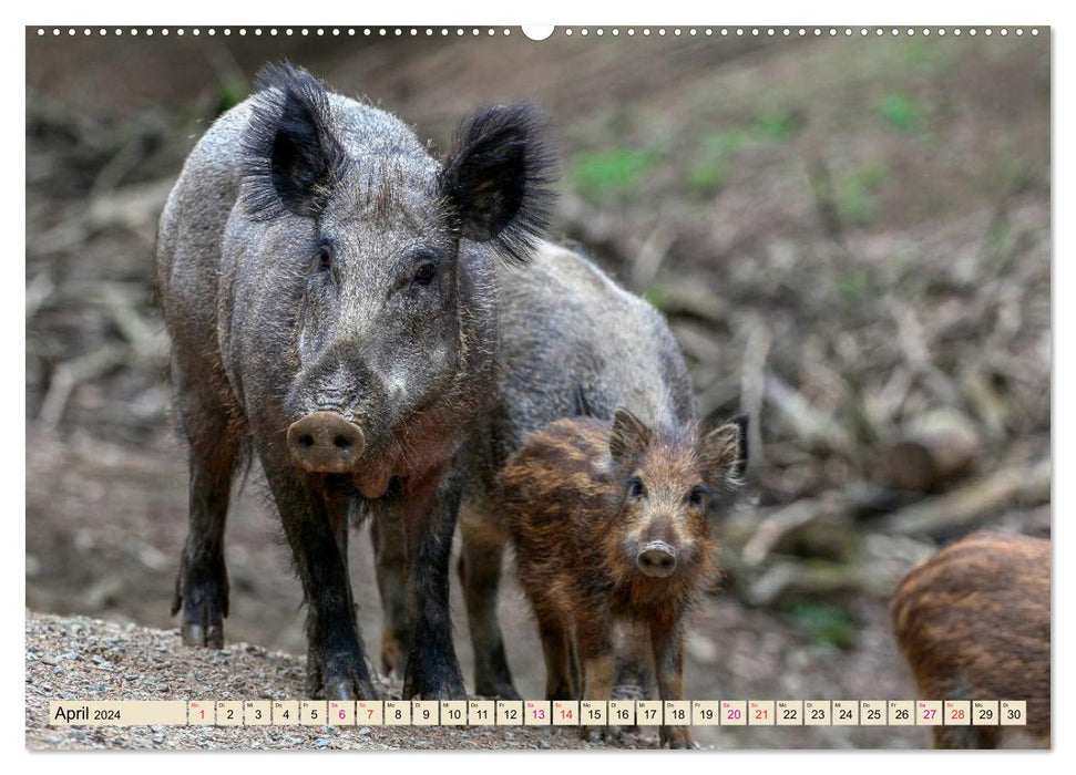 Unverwechselbar - Wildschwein (CALVENDO Premium Wandkalender 2024)