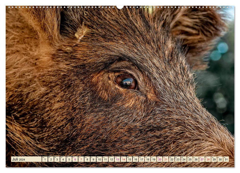 Unverwechselbar - Wildschwein (CALVENDO Premium Wandkalender 2024)