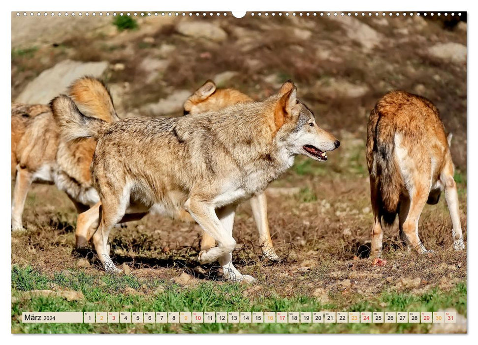 Wolf - Imposanter Jäger (CALVENDO Wandkalender 2024)