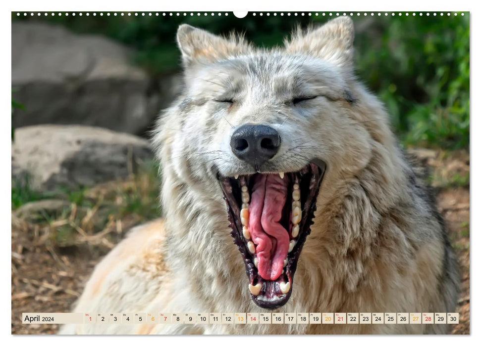 Wolf - Imposing Hunter (CALVENDO Wall Calendar 2024) 